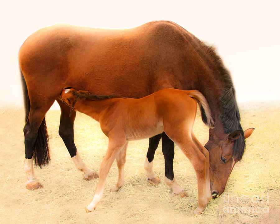 Cute Colt And Mare Nursing  Photograph by Jerry Cowart