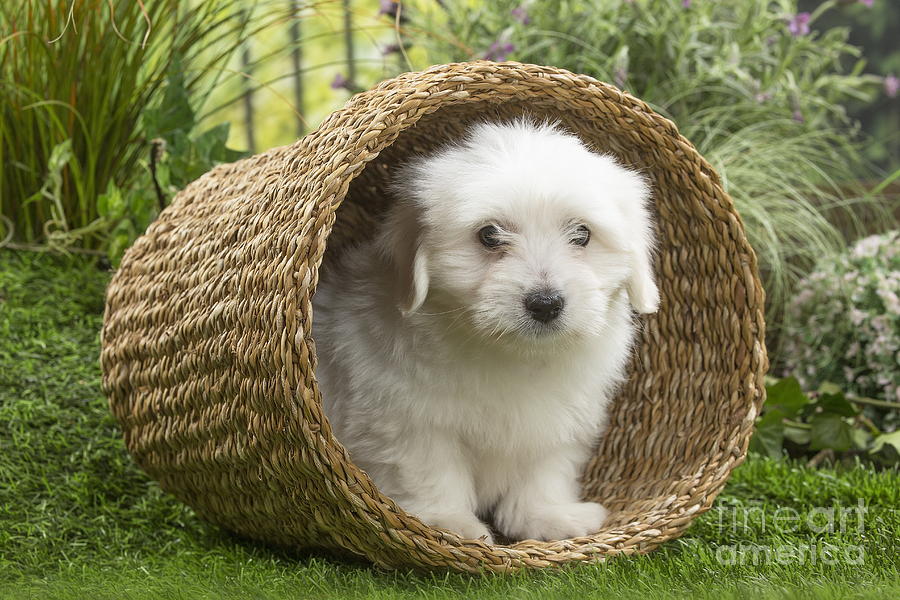 Cute Coton De Tulear Dog Puppy In Basket Photograph By Mary Evans Picture Library