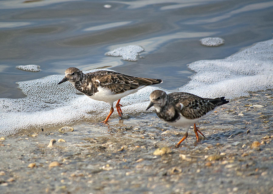 Sandpiper Photograph - Cute Couple by Kenneth Albin