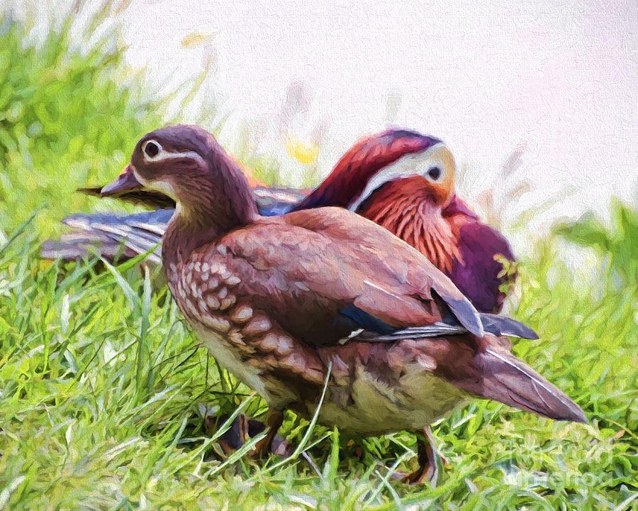 Cute Couple - Mandarin Ducks Photograph by Kerri Farley