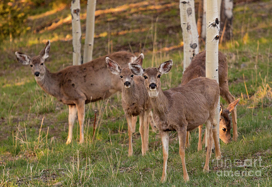 Cute Deer Herd Photograph