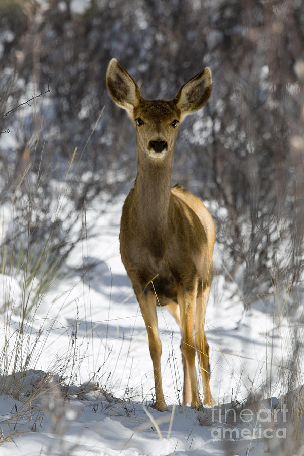 Cute Deer in Winter Snowstorm Photograph by Steven Krull