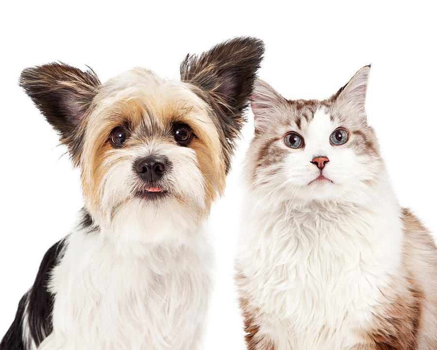 Animal Photograph - Cute Dog and Cat Closeup by Good Focused