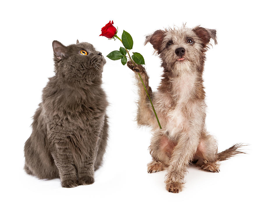 Cute Dog Giving Flower To a Cat Photograph by Good Focused | Fine Art ...