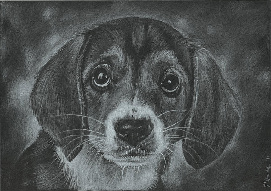 Cute Dog Drawing by JAndy