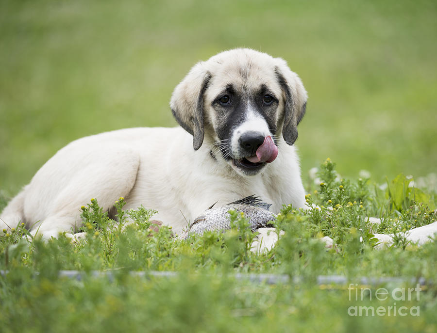Anatolian Shepherd Puppy Photograph by Juli Scalzi