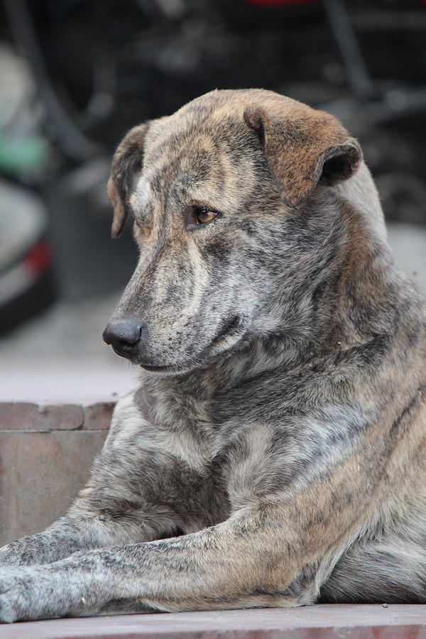 Cute Dog, Rishikesh Photograph by Jennifer Mazzucco