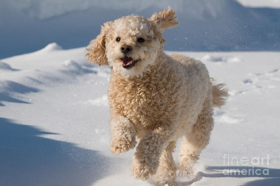 Cute Dog Running Photograph by Stephen J Krasemann