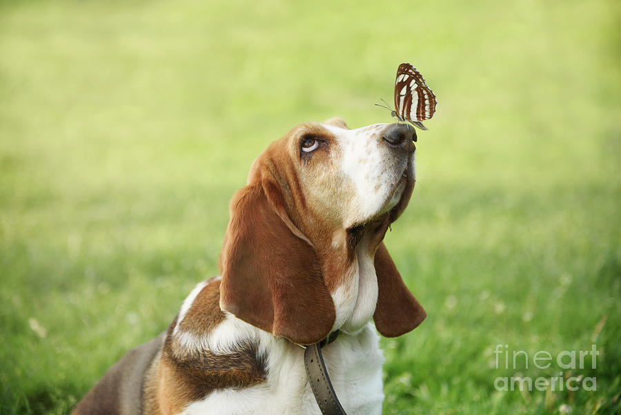 Cute Dog With Butterfly On His Nose Photograph