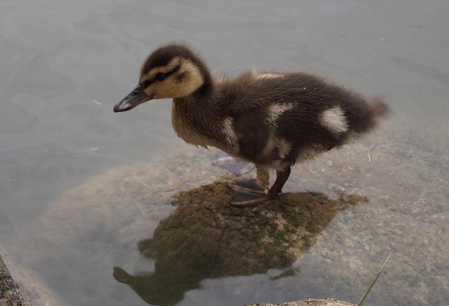 Wildlife Photograph - Cute Duckling by James Lafnear