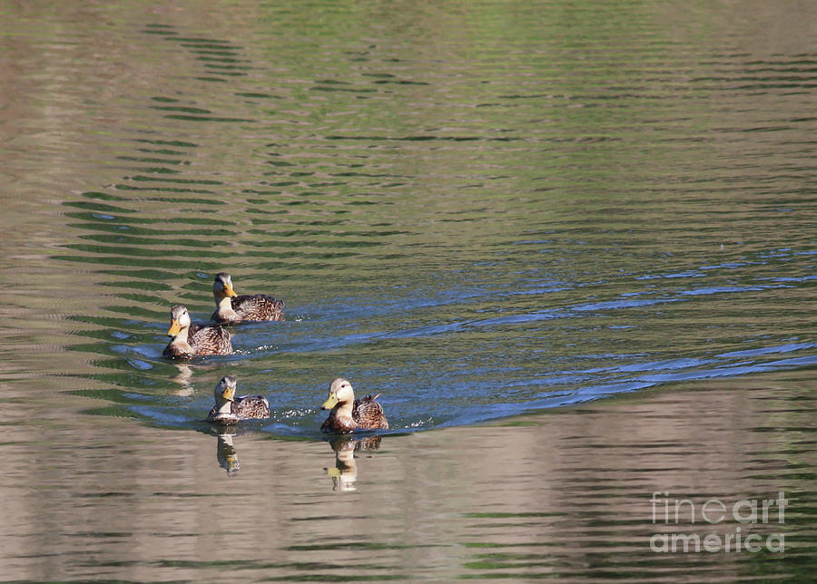 Duck Photograph - Cute Ducks on the Pond by Carol Groenen