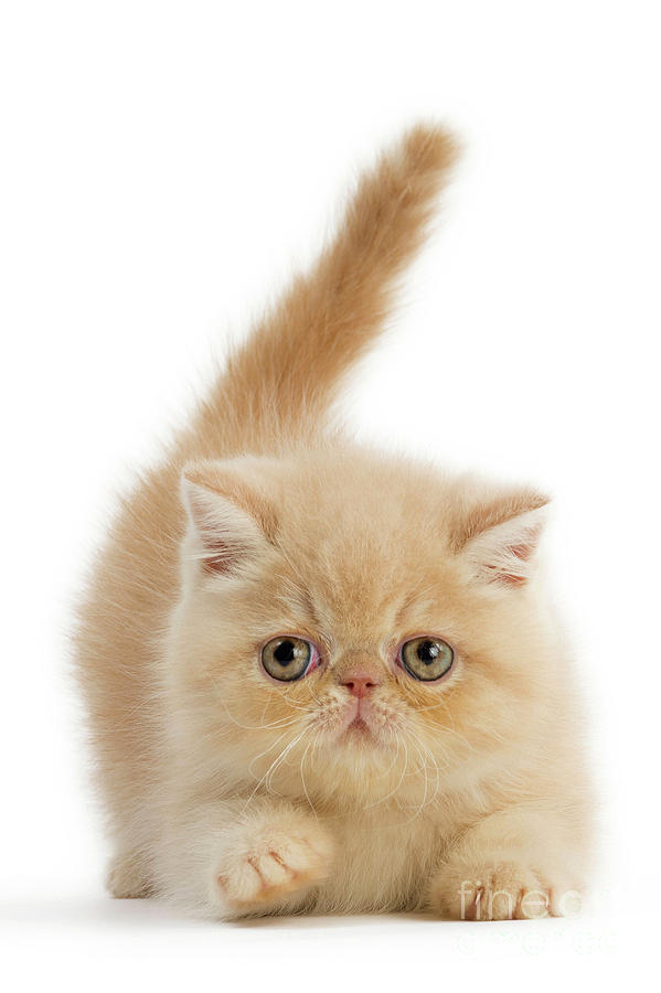 Cute Exotic Shorthair Kitten Photograph By Mary Evans Picture Library