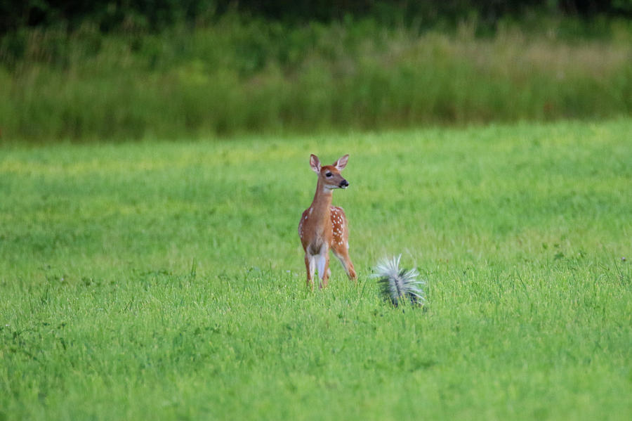 Cute Fawn with Big Stinker Photograph by Brook Burling