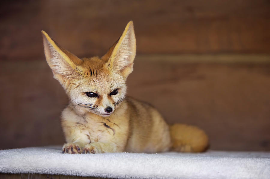 Cute Fennec Fox Photograph By Amy Jackson