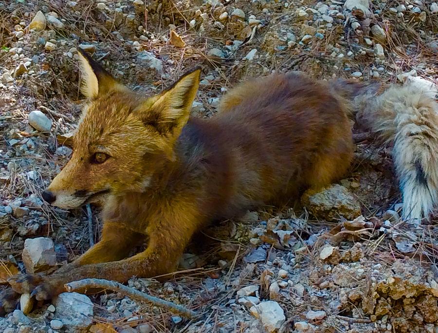 Cute Fox Friend  Photograph by Colette V Hera Guggenheim