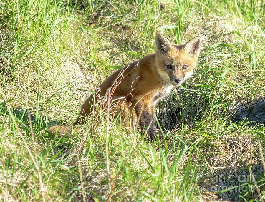 Cute Fox Kit Photograph by Cheryl Baxter