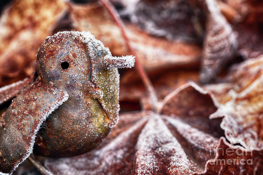 Cute frozen little bird and leaves Photograph by Simon Bratt