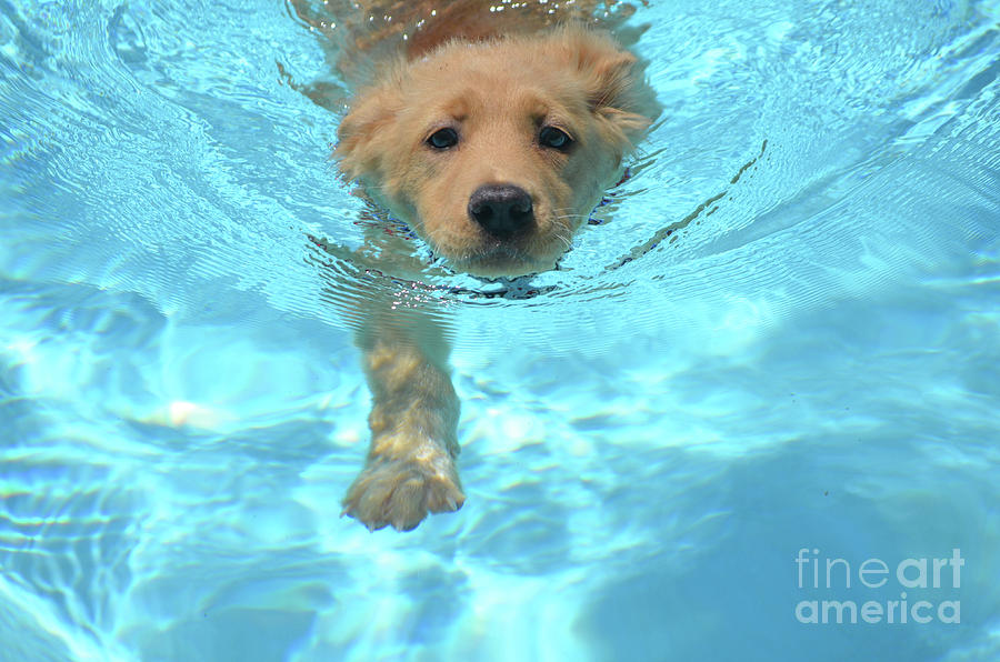 Cute Golden Pup Swimming in a Pool Photograph by DejaVu Designs