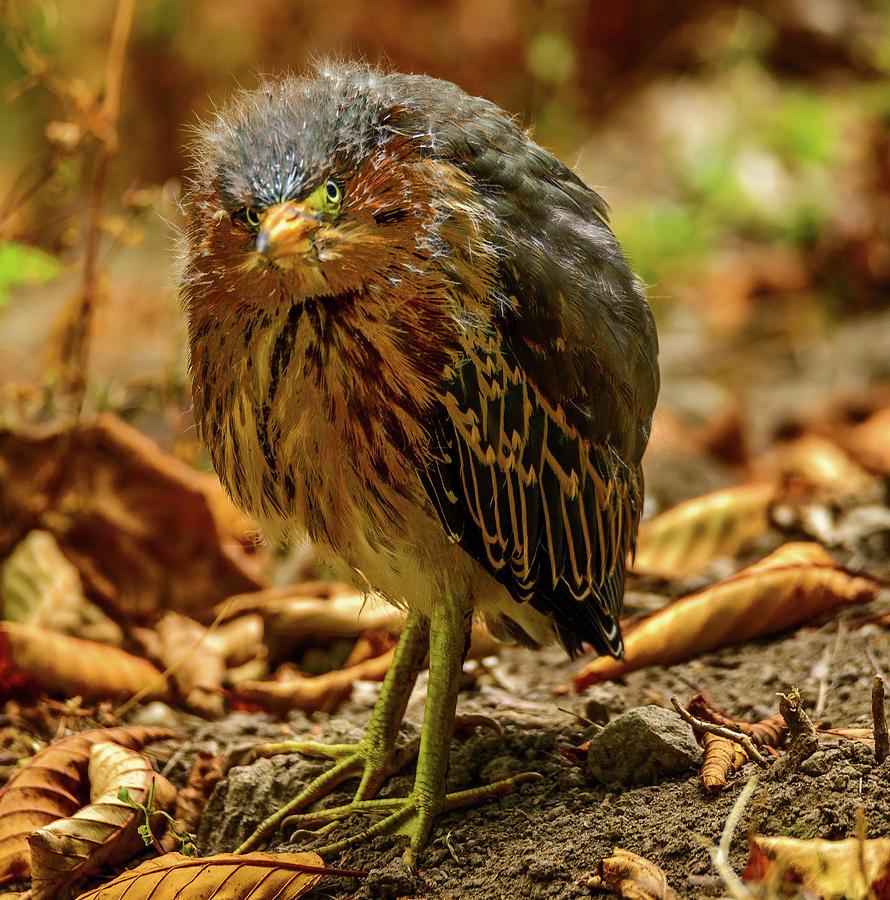 Cute Green Heron Photograph by Jerry Cahill