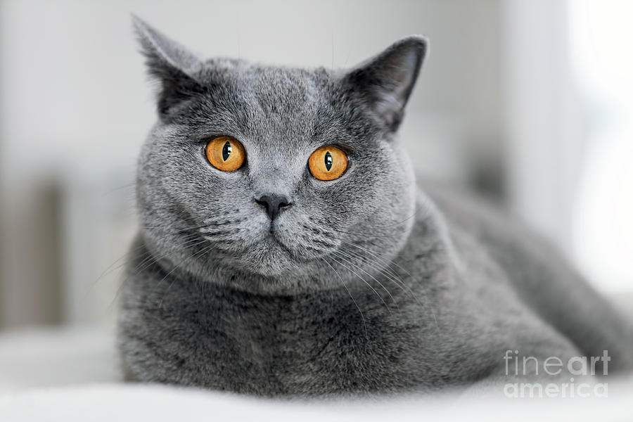 Cute grey cat laying on the sofa 