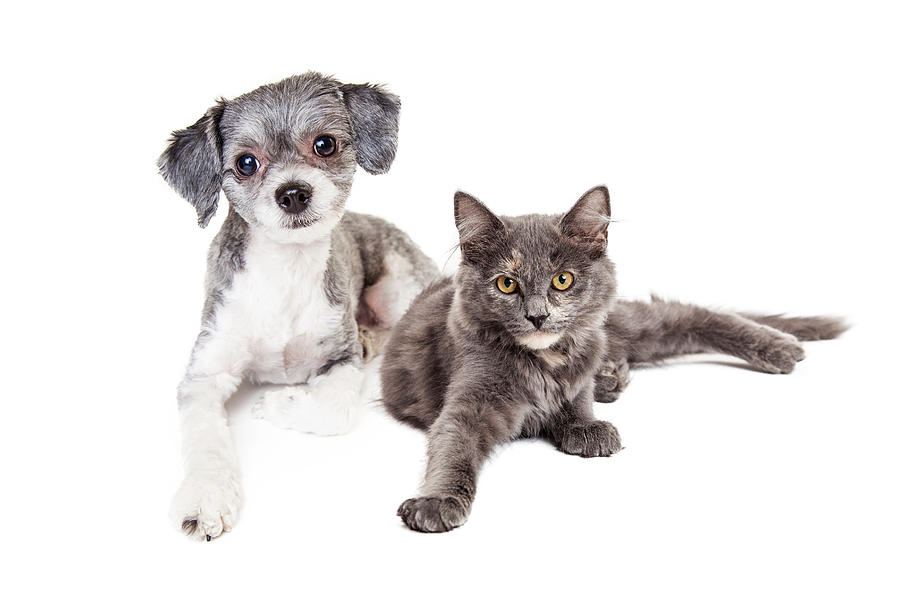 Cute Grey Kitten and Puppy Laying Together Photograph by Good Focused
