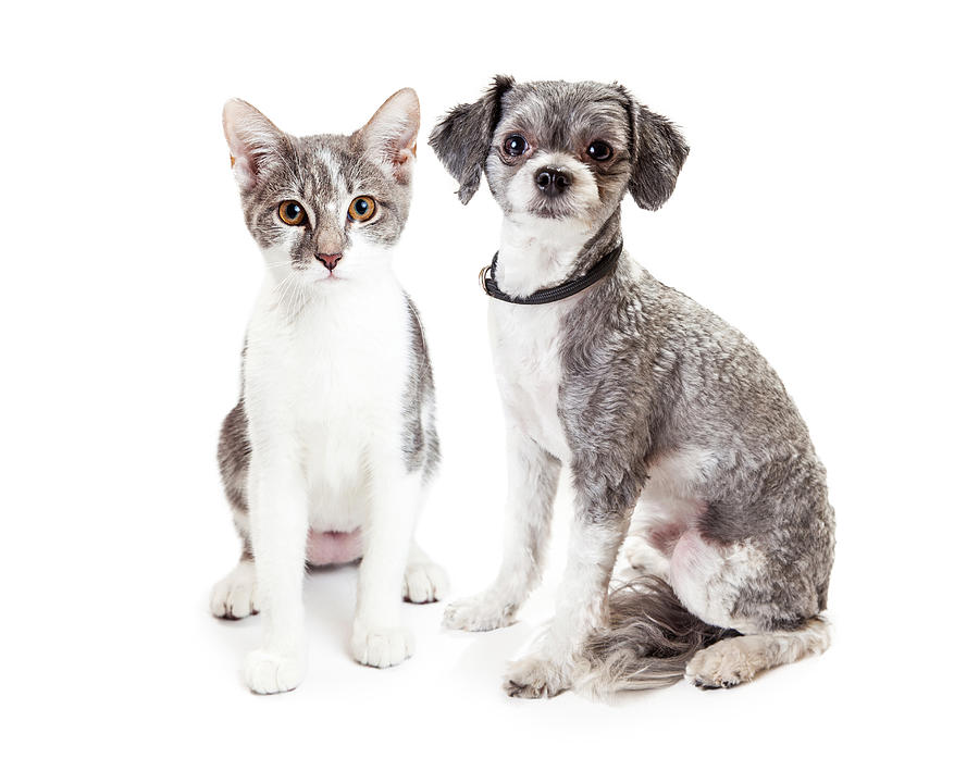 Cute Grey Kitten and Puppy Sitting Together Photograph by Good Focused