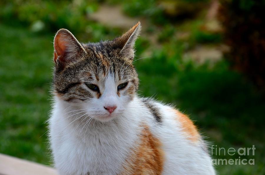 Cute grey white and orange cat poses and gazes Photograph by Imran Ahmed