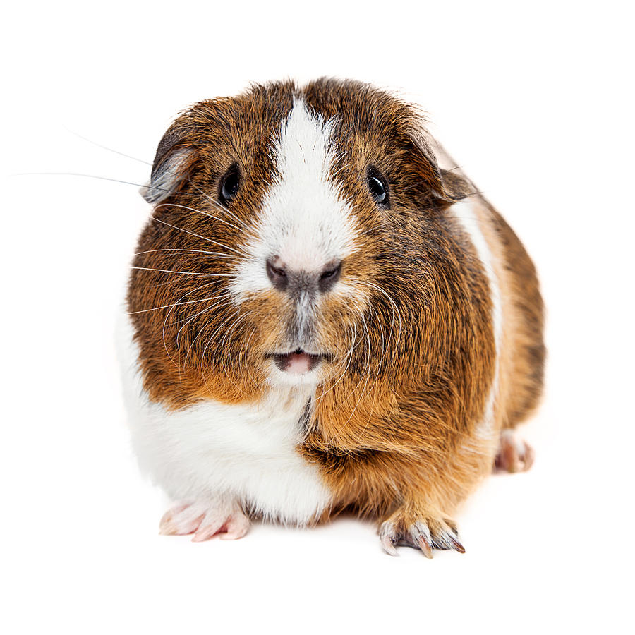 Cute Guinea Pig Looking Forward Photograph by Good Focused