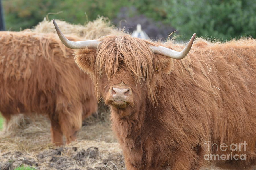 Cute Highland Cow in Scotland Photograph by DejaVu Designs
