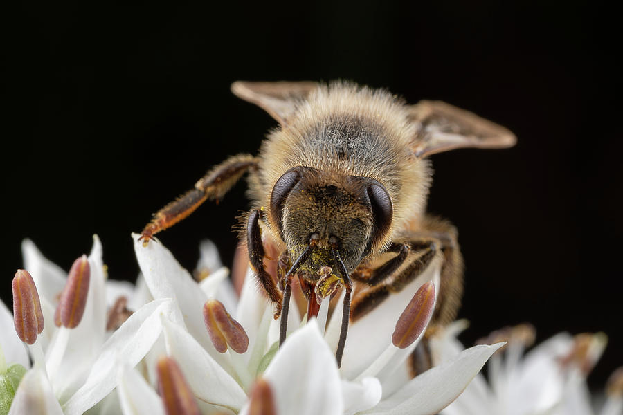 Cute Honey Bee 2 Photograph by Brian Hale