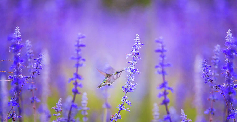 Hummingbird Photograph - Cute Hummingbird On Purple Flowers Spring Meadow Art Prints by Wall Art Prints