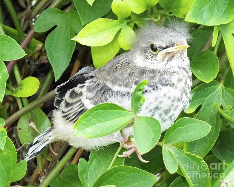 Cute Juvenile Northern Mockingbird Photograph