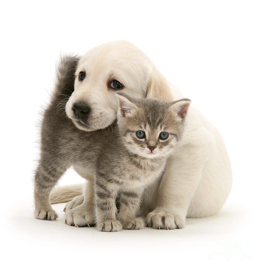 Cute Kitten and Perfect Puppy Photograph by Warren Photographic
