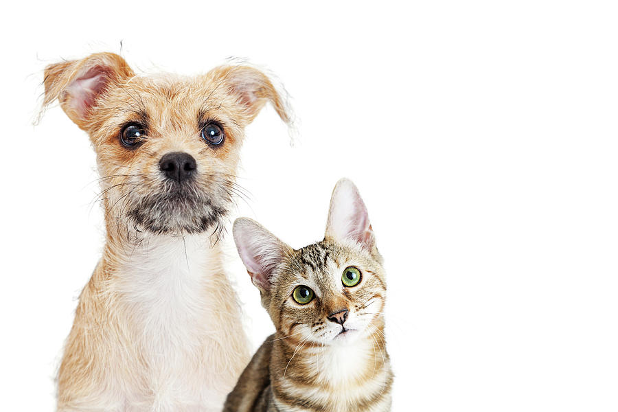 Cat Photograph - Cute Kitten and Puppy Closeup on White With Copy Space by Good Focused