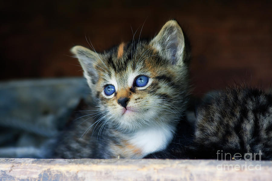 Cute Kitten Face Photograph by Jill Lang