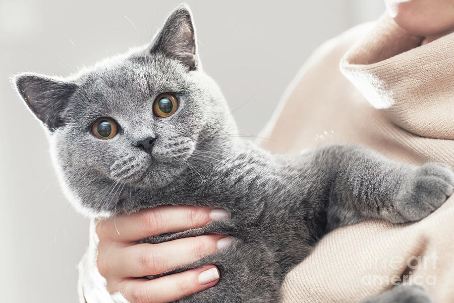 Cute kitten hold in hands. The British Shorthair Photograph by Michal Bednarek