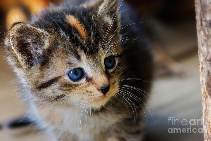Cute Kitten Photograph by Jill Lang