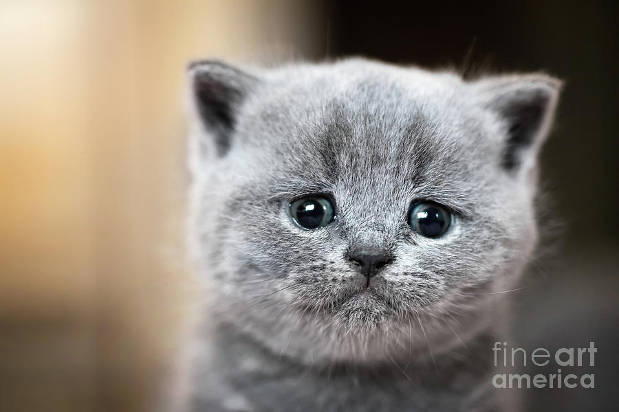 Portrait Of Cute Cat by Ozcan Malkocer