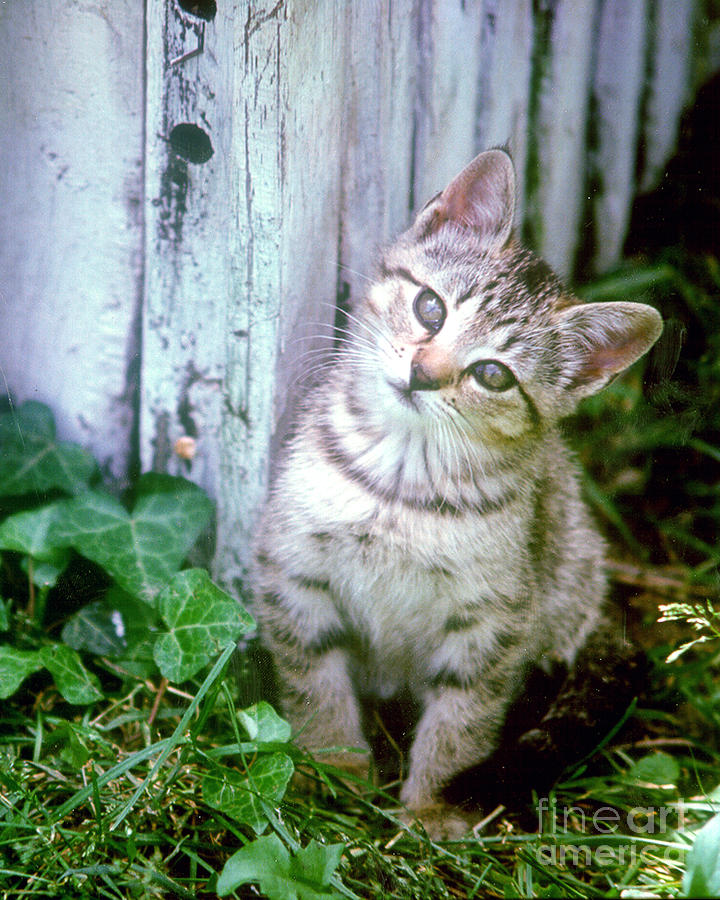 Animal Photograph - Cute kitten pose by Rex E Ater