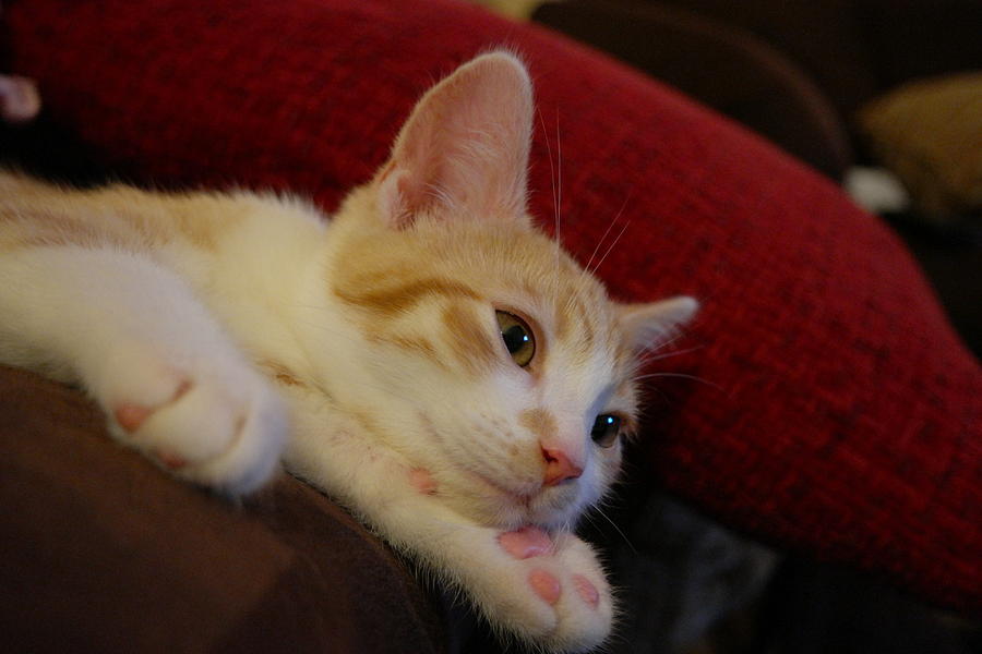 Cat Photograph - Cute Kitten by Yazid Ismail Cat Photograph - Cute Kitten by Yazid Ismail