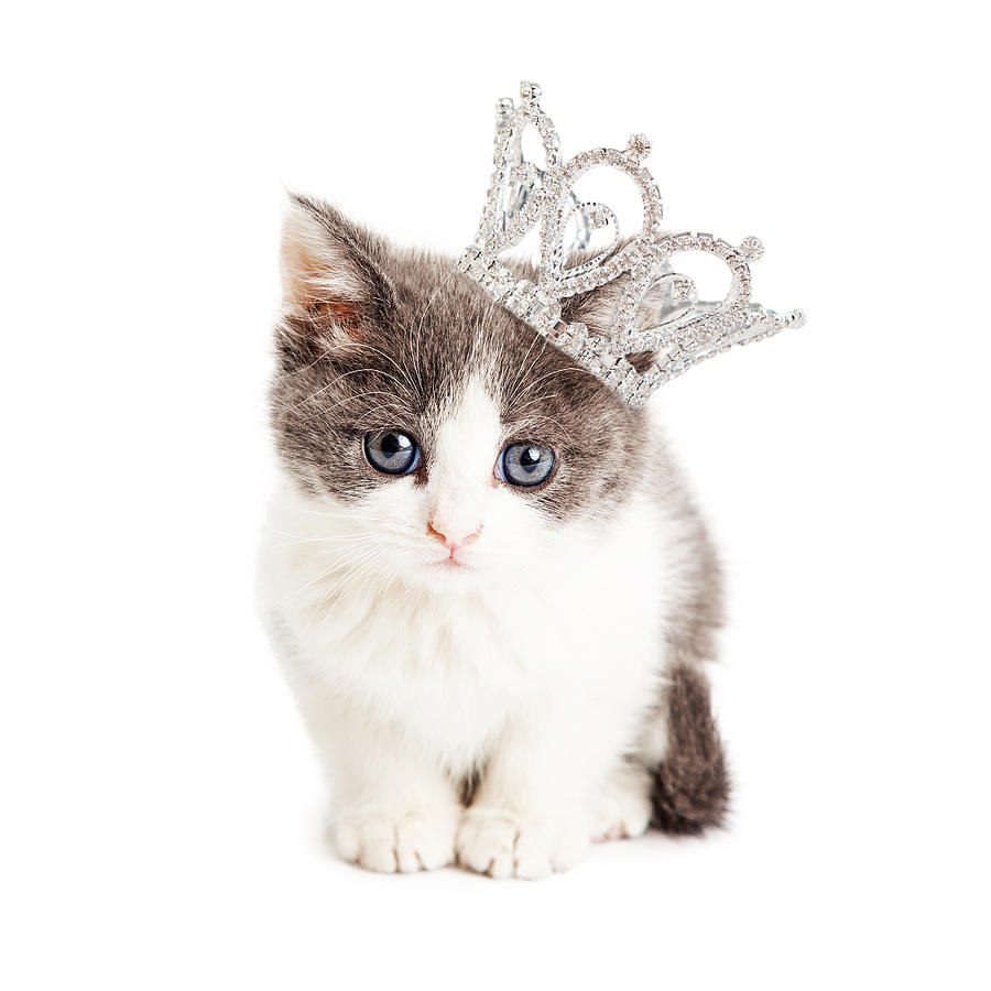 Cute Kitten Wearing Princess Crown Photograph by Good Focused
