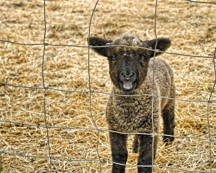 Cute Lamb Photograph by Alana Ranney