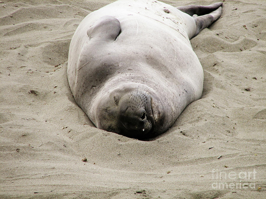 Cute Large Elephant Seal Resting on White Sand Beach Photograph by DejaVu Designs