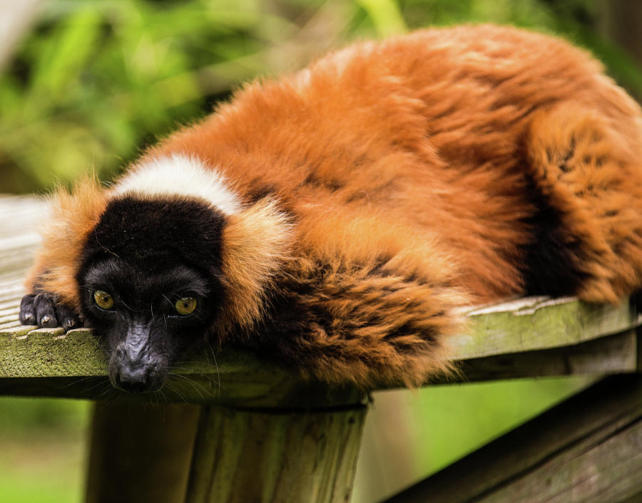 Cute lemur Photograph by Ed James
