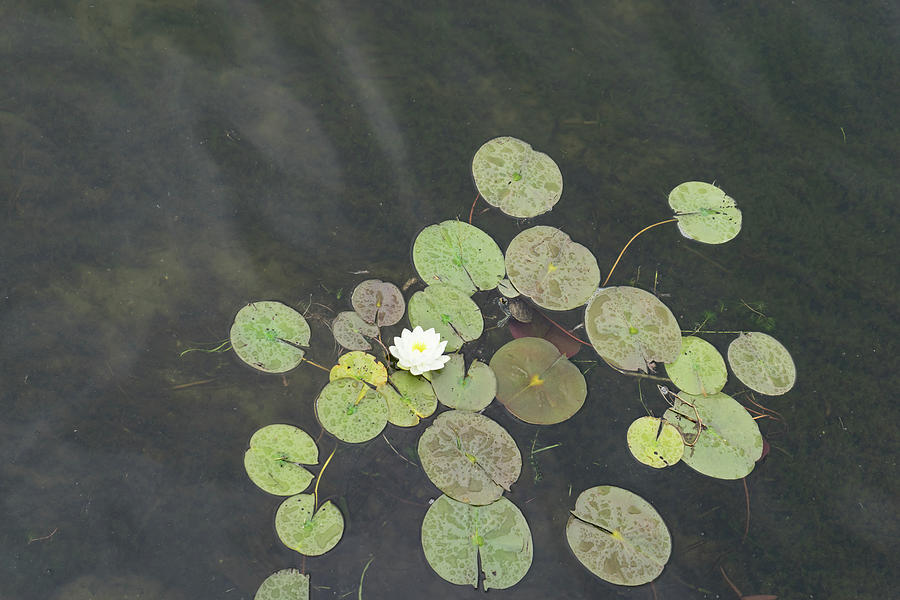 Cute Lily Pad Visitor - A Little Turtle Emerging Among The Waterlilies Photograph by Georgia Mizuleva