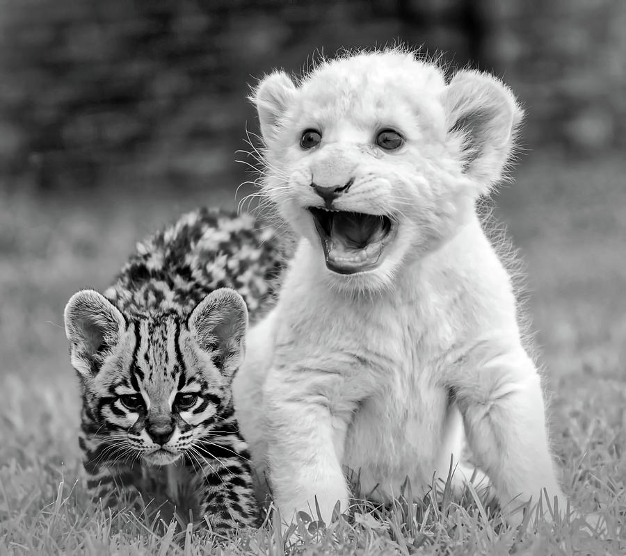 Cute Lion And Ocelot Cubs Photograph by Mountain Dreams