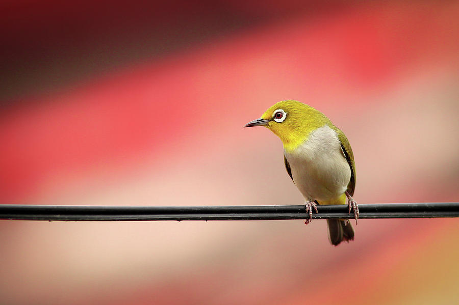 Cool Photograph - Cute Little Bird On The Wire Wall Art Prints by Wall Art Prints