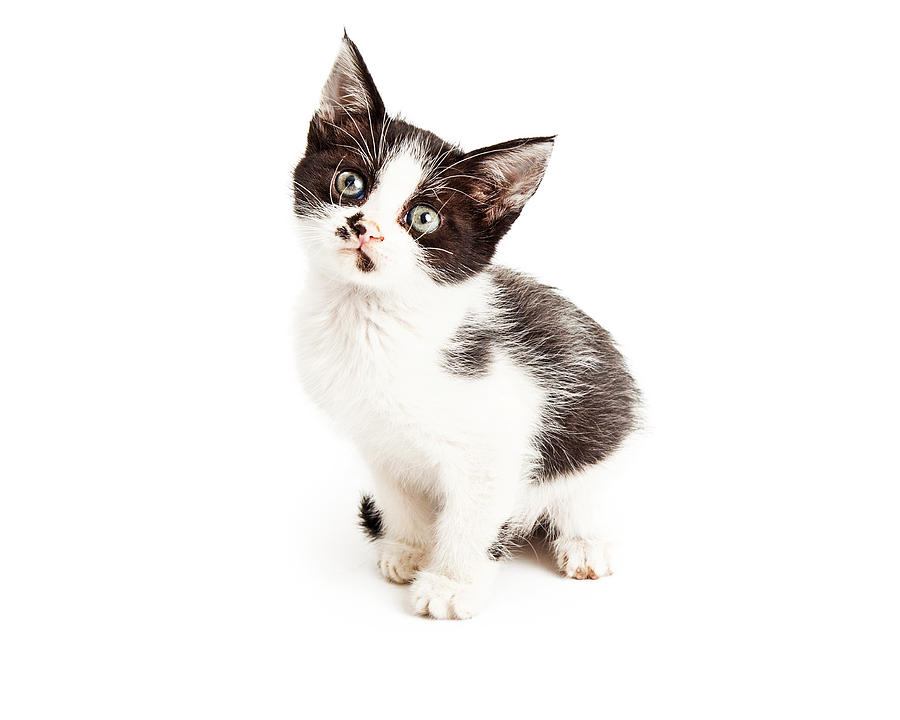Animal Photograph - Cute Little Black and White Kitten Sitting by Good Focused