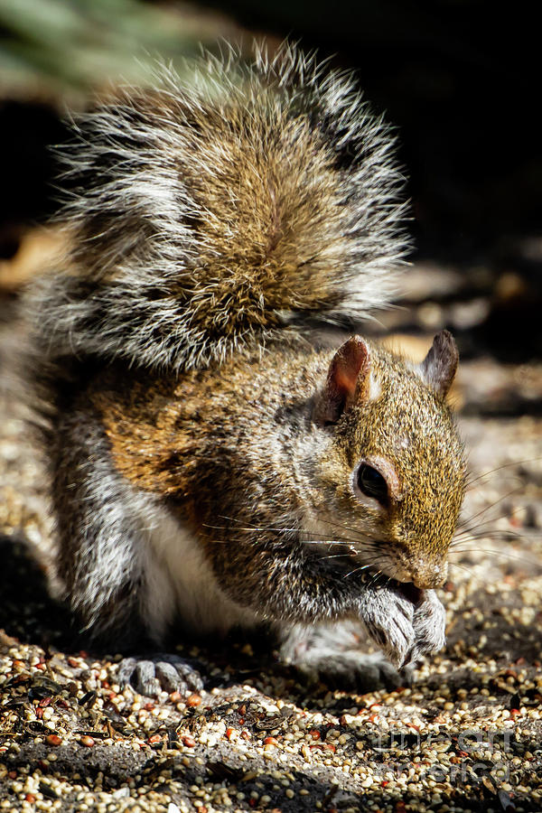 Cute Little Brown Squirrel Photograph by Sabrina L Ryan