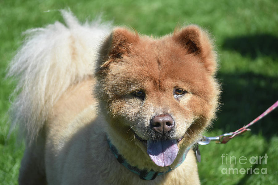Cute Little Chow Panting in the Summer Photograph by DejaVu Designs